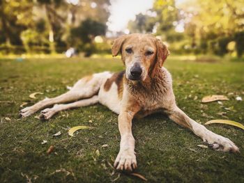 Portrait of dog relaxing on field