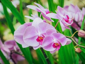 Close-up of pink flowering plant