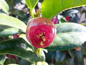 Close-up of red flower