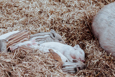 High angle view of animal sleeping on hay