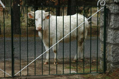 Chainlink fence seen through chainlink fence