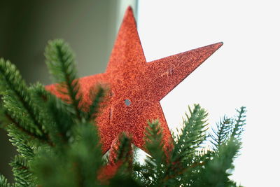 Close-up of plant against clear sky