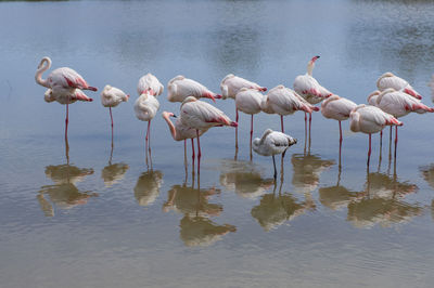 Flock of birds in lake