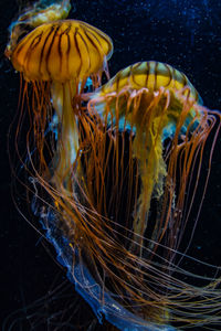 jellyfish