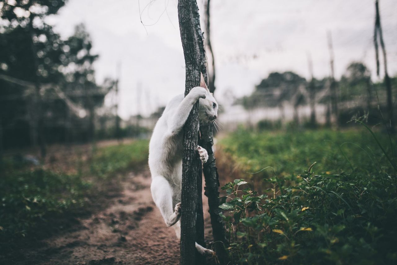 VIEW OF A HORSE ON TREE TRUNK