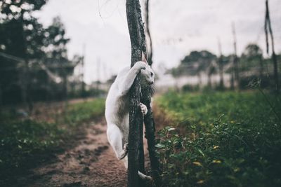 View of a horse on tree trunk in park