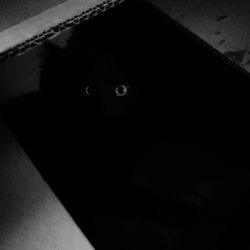High angle view of black cat at night
