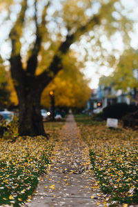 Footpath amidst plants in park during autumn