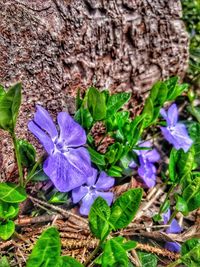 Close-up of purple flowering plants on field