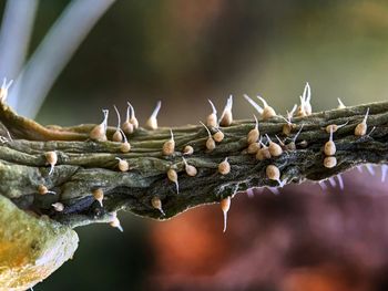 Close-up of leaves on branch