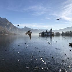 Seagulls flying over lake against sky