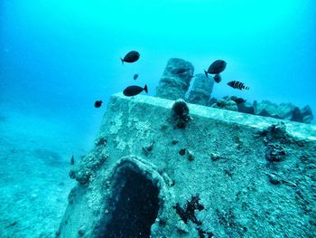 Fish swimming undersea