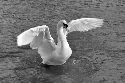 Swan flapping wings in lake