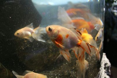 Fish swimming in sea