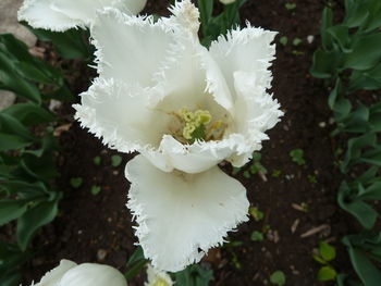 Close-up of white flower