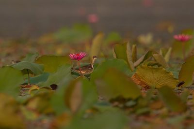 Close-up of pink flowering plant leaves