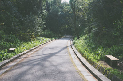 Road amidst trees