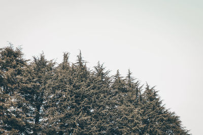 Low angle view of pine tree against clear sky