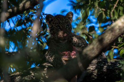 Low angle view of cat on tree