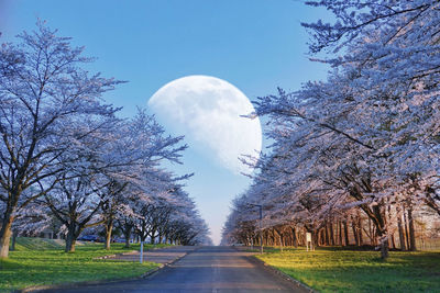 Road amidst trees against sky