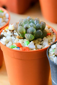 Close-up of succulent in pot on table