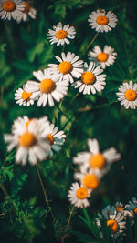 High angle view of white daisy flowers