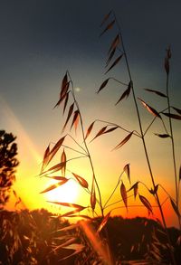 Close-up of plants at sunset