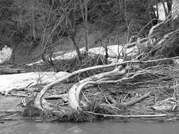 Bare trees in water