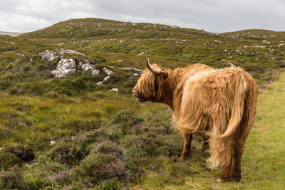 Cow standing on field