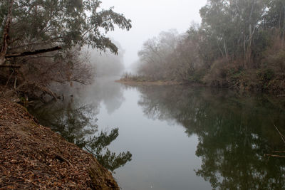 Scenic view of lake amidst trees in forest