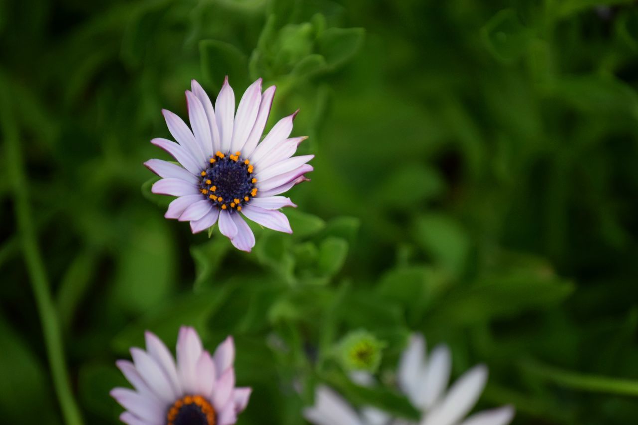 flower, freshness, petal, fragility, flower head, growth, beauty in nature, single flower, close-up, springtime, pollen, blossom, in bloom, nature, stem, daisy, botany, selective focus, focus on foreground, purple, stamen, plant, day, outdoors, growing, no people, blooming, pink color, tranquility