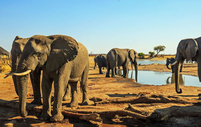 View of elephant in water against clear sky