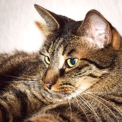 Close-up portrait of cat