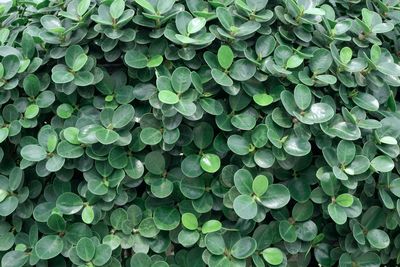 Full frame shot of green leaves