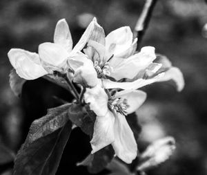 Close-up of flowering plant