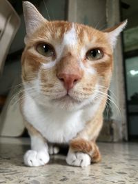 Close-up portrait of ginger cat