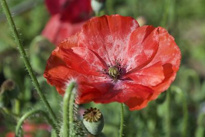 Close-up of red poppy flower