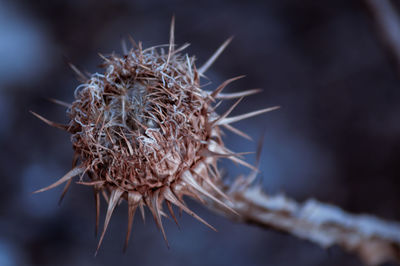 Close-up of dried plant