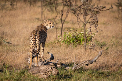 Cheetah on grassy field 