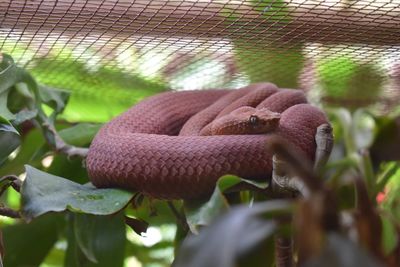 Close-up of a pit viper 