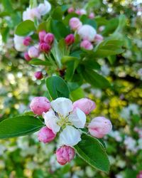 Close-up of white flower and buds on plant