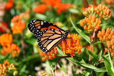 Close-up of butterfly pollinating on orange flower