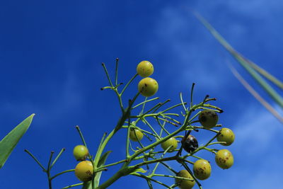 Low angle view of fruits growing on plant against blue sky