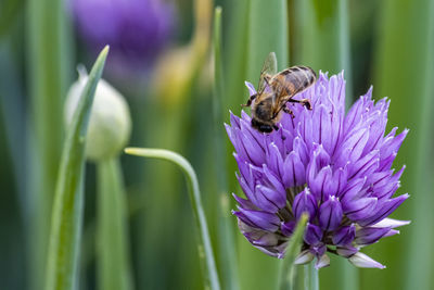 Close-up of butterfly pollinating on purple flower