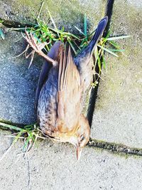 High angle view of bird on land