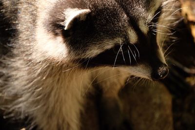 Close-up of cat