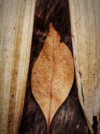 Close-up of dry leaf on wood