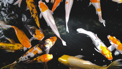 High angle view of koi carps in pond