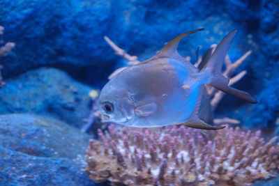 Close-up of fish swimming in sea