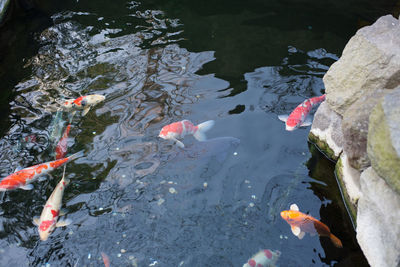 High angle view of koi carps swimming in pond